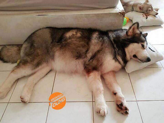 Chú chó Alaska thông minh, cứu cả gia đình chủ trong đám cháy kinh hoàng tại chung cư ở Sài Gòn