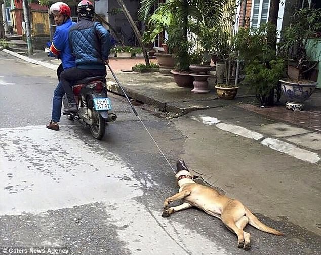 những thước phim ám ảnh về lồng chở chó về lò mổ ở Huế lại lên báo nước ngoài