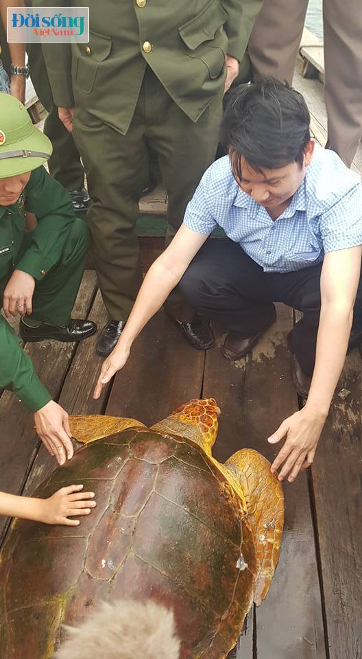 Hà Tĩnh: Thả cá thể rùa biển nặng 80kg về biển