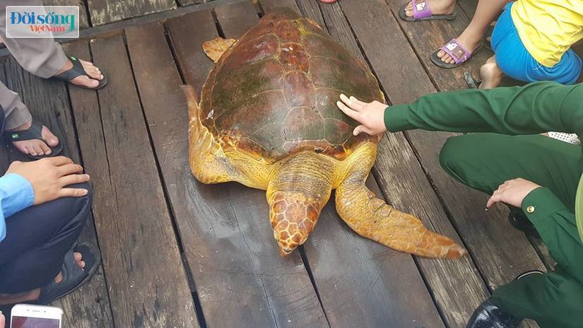 Hà Tĩnh: Thả cá thể rùa biển nặng 80kg về biển