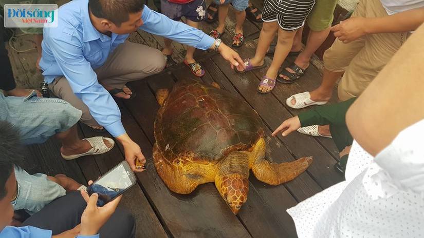 Hà Tĩnh: Thả cá thể rùa biển nặng 80kg về biển