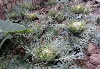 Hành trình trồng rau sạch của 2 mẹ con thánh nhọ: Đã không có rau ăn còn bị sâu tấn công nhà