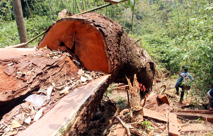 Quảng Nam: Truy tìm kẻ phá rừng gỗ lim xanh hàng trăm tuổi