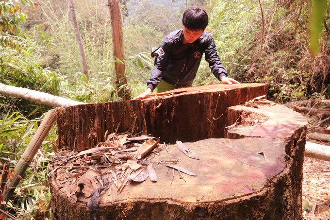 Quảng Nam: Truy tìm kẻ phá rừng gỗ lim xanh hàng trăm tuổi