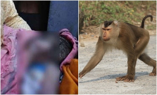 Khỉ bắt cóc bé sơ sịnh