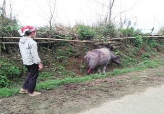 Lào Cai: Điều tra việc nhiều con trâu bị chặt đứt gân chân, đuôi