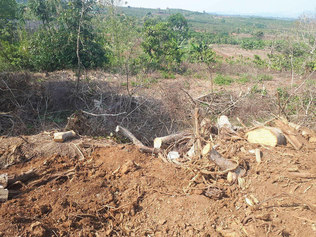 Đắk Lắk: Đột nhập hiện trường khai thác cây quái thú