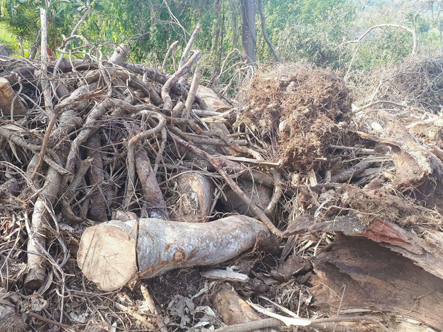 Đắk Lắk: Đột nhập hiện trường khai thác cây quái thú