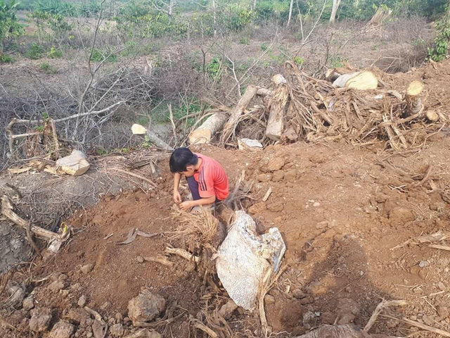Đắk Lắk: Đột nhập hiện trường khai thác cây quái thú