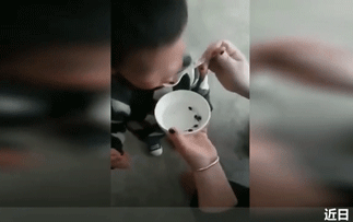 cho con ăn nòng nọc sống