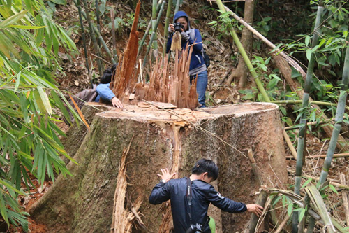Đình chỉ công tác 6 cán bộ kiểm lâm sau vụ tàn phá rừng ở Quảng Nam