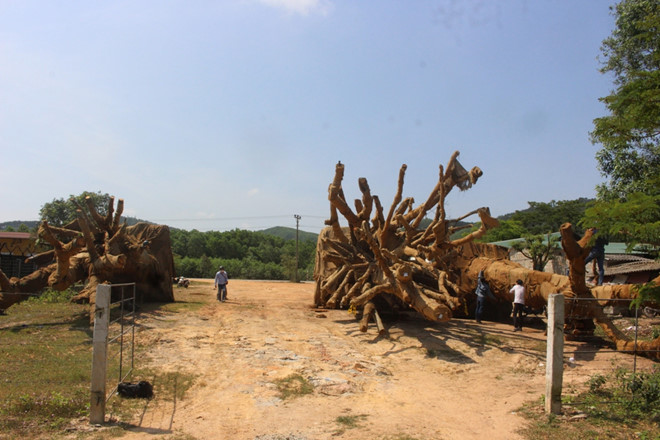 Vụ cây khủng như quái thú CSGT Đắk Lắk cung cấp thông tin bất ngờ