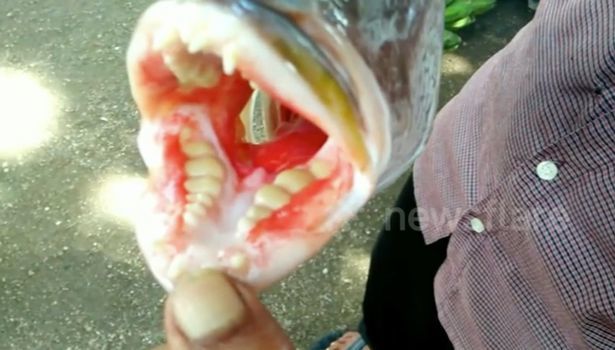 Phát hiện cá kỳ lạ có bộ răng người tại Indonesia