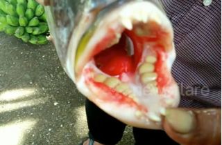 Phát hiện cá lạ có bộ răng người tại Indonesia