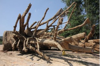 Ba cây khủng 'tàng hình' qua Đà Nẵng trước khi bị bắt giữ tại Huế