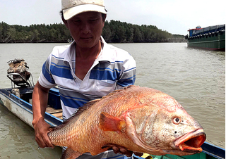 Bắt được cá nặng 9kg, nghi là 'siêu cá' sủ vàng tại cảng Cái Mép