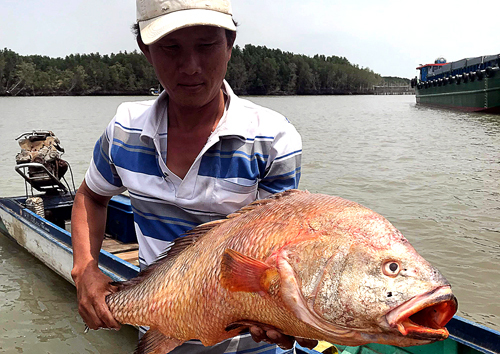 Bắt được cá nặng 9kg nghi là “siêu cá” sủ vàng tại cảng Cái Mép
