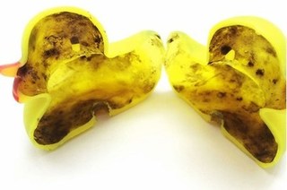 Vịt cao su - 'Sát thủ' đội lốt đồ chơi trẻ em?