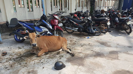 Công an huyện Phú Quốc tạm giam 2 con bò