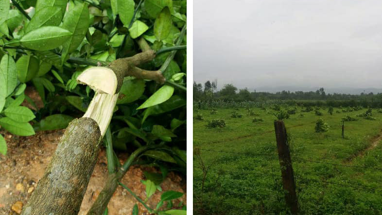 Những vụ chặt phá cây cảnh khiến nông dân 'khóc ròng'