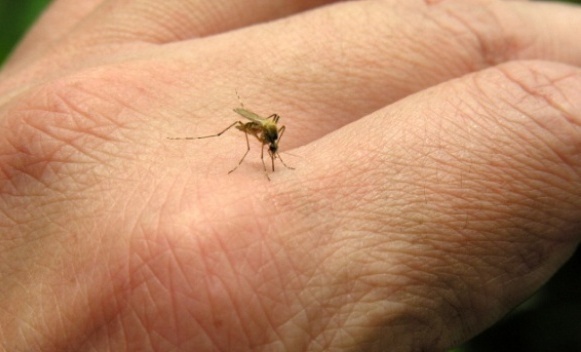 Cách đuổi muỗi bằng tỏi hiệu quả và an toàn