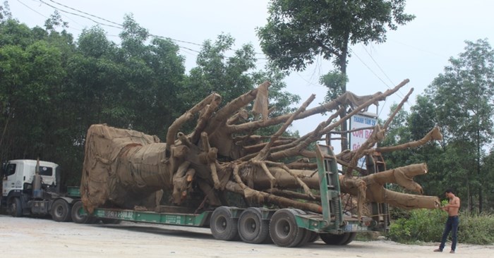 3 xe chở cây khủng như quái thú chưa dời khỏi đất Huế
