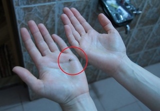 Câu chuyện hot nhất MXH hôm nay: Chàng thanh niên đa cảm và chú muỗi Tiểu Minh