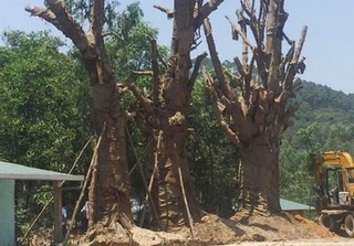 Chưa thể ra Hà Nội, 3 cây quái thú 'tạm cư' tại Thừa Thiên Huế