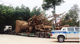 Bộ GTVT báo cáo Chính phủ về 4 xe chở cây 'quái thú'