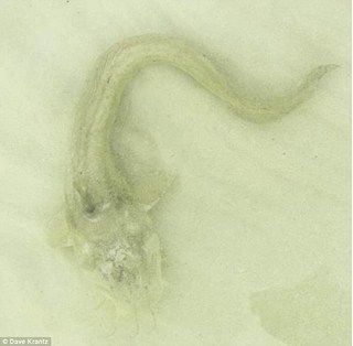 Úc: Xuất hiện thủy quái kỳ lạ ở biển khiến nhiều người hoảng sợ