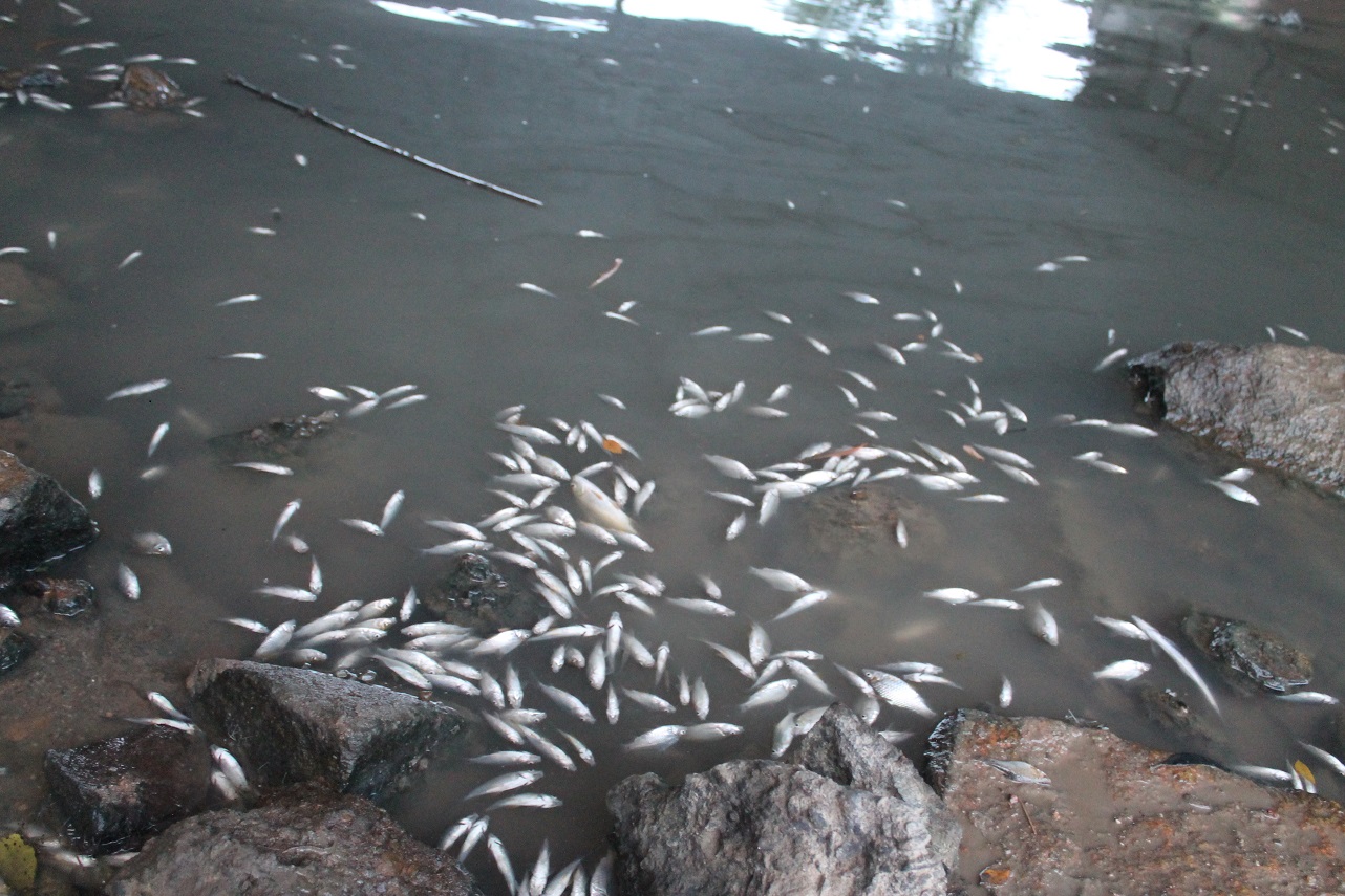 Hé lộ nguyên nhân cá chết trắng nổi trên sông Bàu Giang
