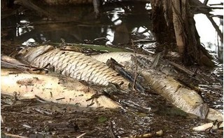 Quảng Ngãi: Hé lộ nguyên nhân cá chết trắng nổi trên sông Bàu Giang