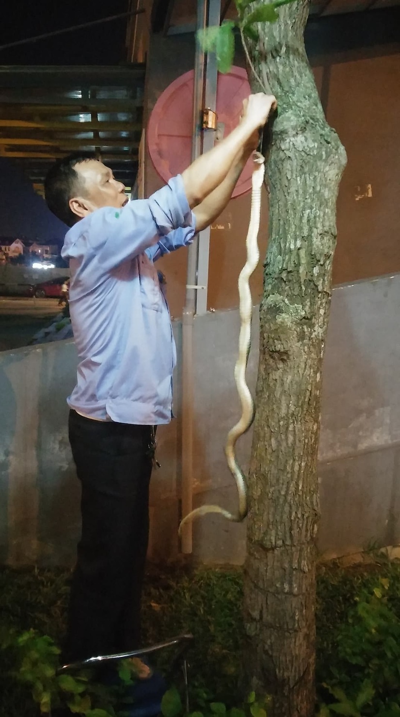 Hà Nội: Bắt được rắn hổ mang dài hơn 1m tại chung cư2