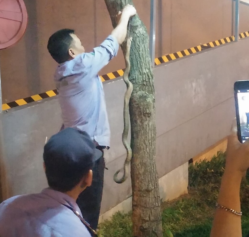 Hà Nội: Bắt được rắn hổ mang dài hơn 1m tại chung cư