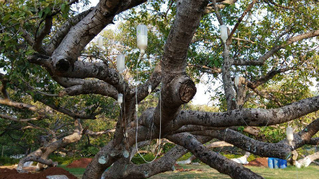 Kỳ lạ cây đa 700 tuổi được truyền dịch như người tại Ấn Độ