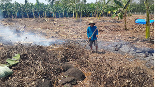 Cảnh báo nông dân đào rễ hồ tiêu bán sang Trung Quốc