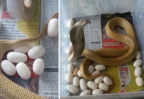 Kinh sợ rắn hổ mang mò vào nhà dân làm ổ đẻ trứng