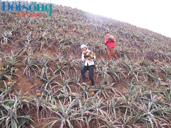 UBND tỉnh đã thông tin nguyên nhân hàng nghìn ha dứa bị thối ở Lào Cai