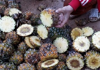 Xác định nguyên nhân hàng nghìn héc ta dứa bị thối ở Lào Cai