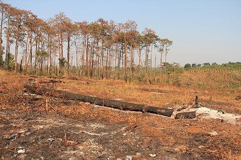 Công ty của vợ nguyên Phó Giám đốc Công an tỉnh phá rừng, bán đất