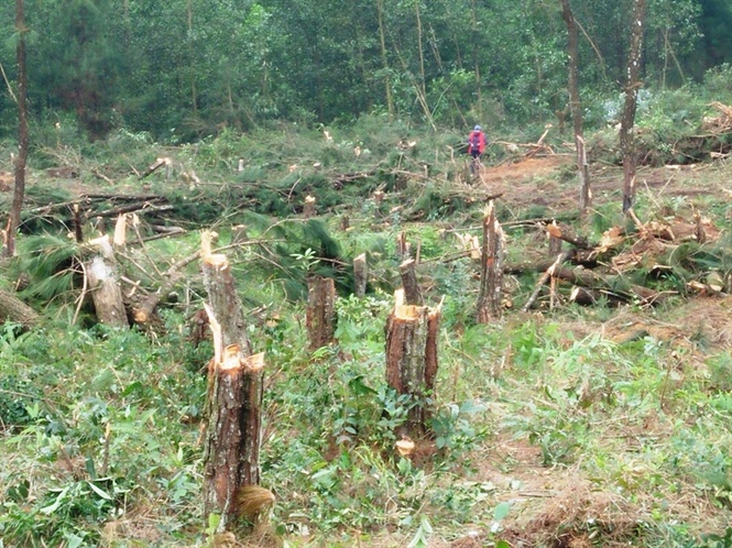 Hàng loạt lãnh đạo ở Đắk Nông bị kỷ luật vì 'ăn' đất rừng
