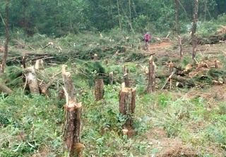 Đắk Nông: Hàng loạt lãnh đạo bị kỷ luật vì liên quan đến đất rừng