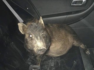 Hi hữu: Hoảng sợ, gọi cảnh sát vì bị 1 con lợn theo dõi