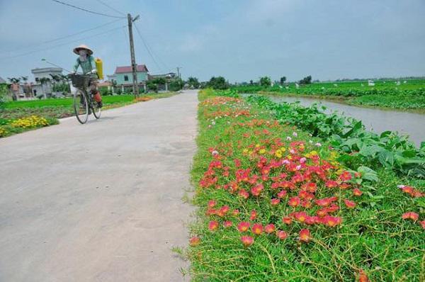 Con đường hoa khoe sắc rực rỡ ở làng quê Nam Định7
