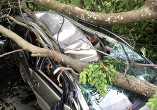 Cây xanh đè bẹp dúm ô tô 7 chỗ trong mưa gió, tài xế thoát chết trong gang tấc