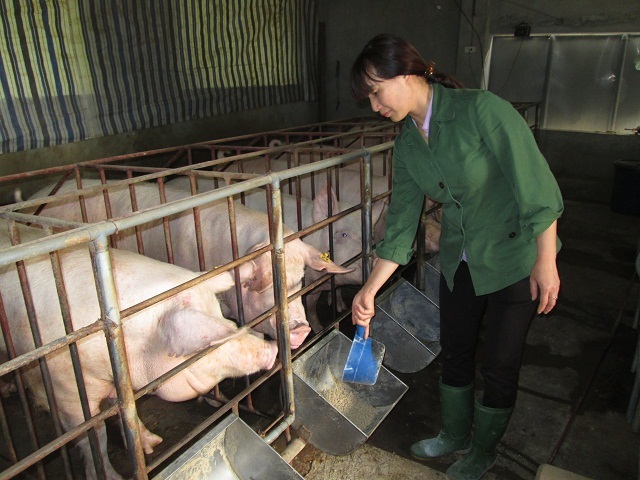 Công ty FDI can thiệp giá lợn nhằm triệt hạ các hộ chăn nuôi nhỏ