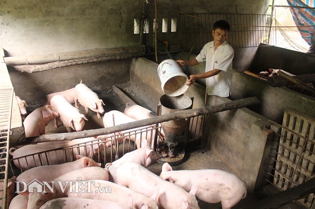 Công ty FDI can thiệp giá lợn nhằm triệt hạ các hộ chăn nuôi nhỏ