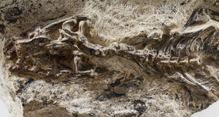 Bất ngờ phát hiện hóa thạch động vật có niên đại 42 triệu năm 