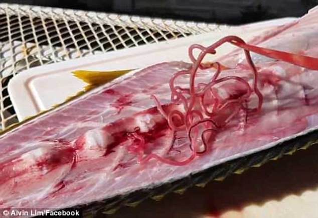 Thớ cá làm sushi có tới 8 con giun bò, người ăn vào nhiễm sán dây dài tới cả mét