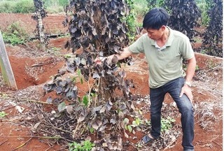 Giang hồ phá hoại vườn tiêu ở Đắk Nông, đòi 600 triệu để 'bảo kê'?